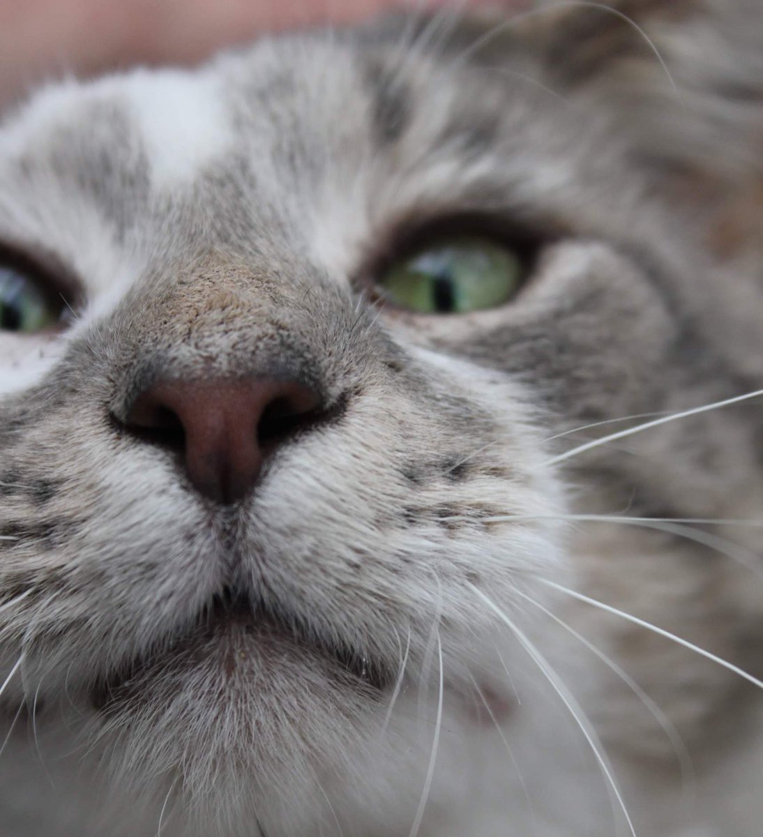 Save Our Scouse Cats tweet media