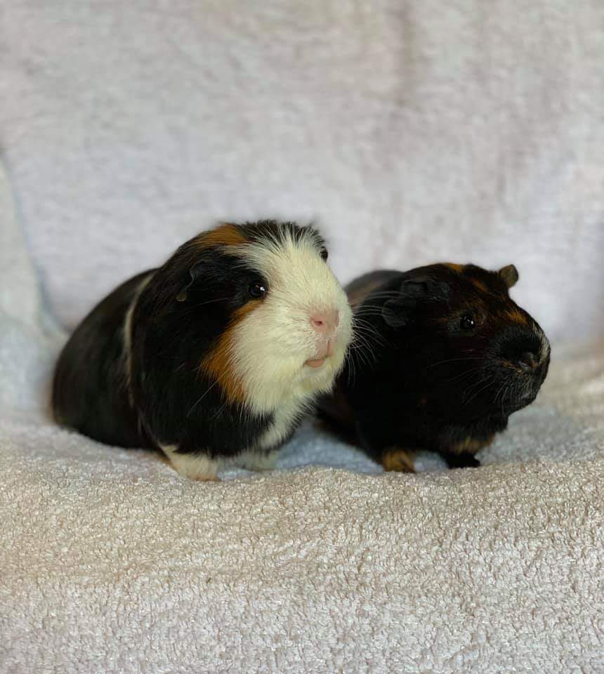 Save Our Scouse Cats tweet media