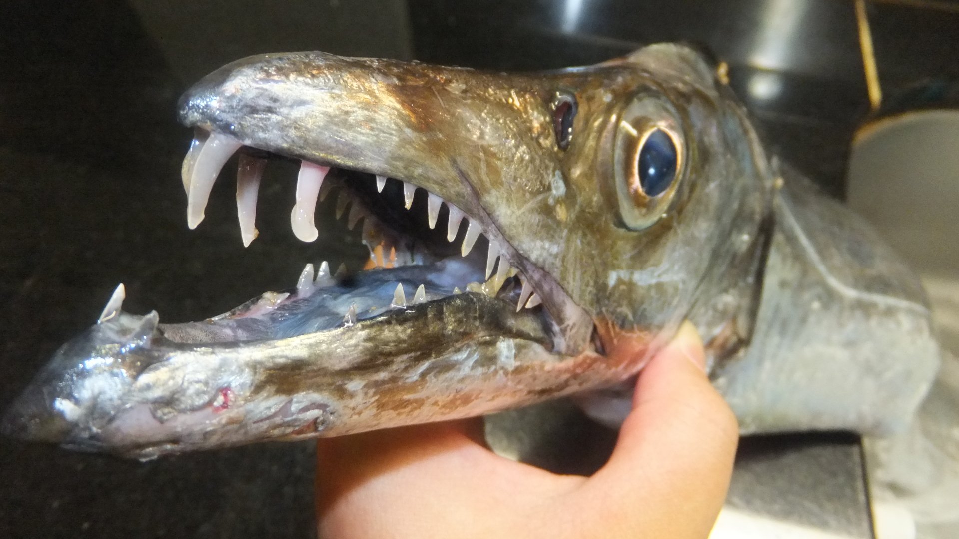異世界しゃる 初めて 和歌山県 青岸で122cmのドラゴン太刀魚釣れました 記念に釣具店マルニシさんへ持ち込み釣果 行きました 詳しくは マルニシ釣果報告に載せていただけるので楽しみです スタッフさんの対応が良くて 今後も釣具買いにいきます