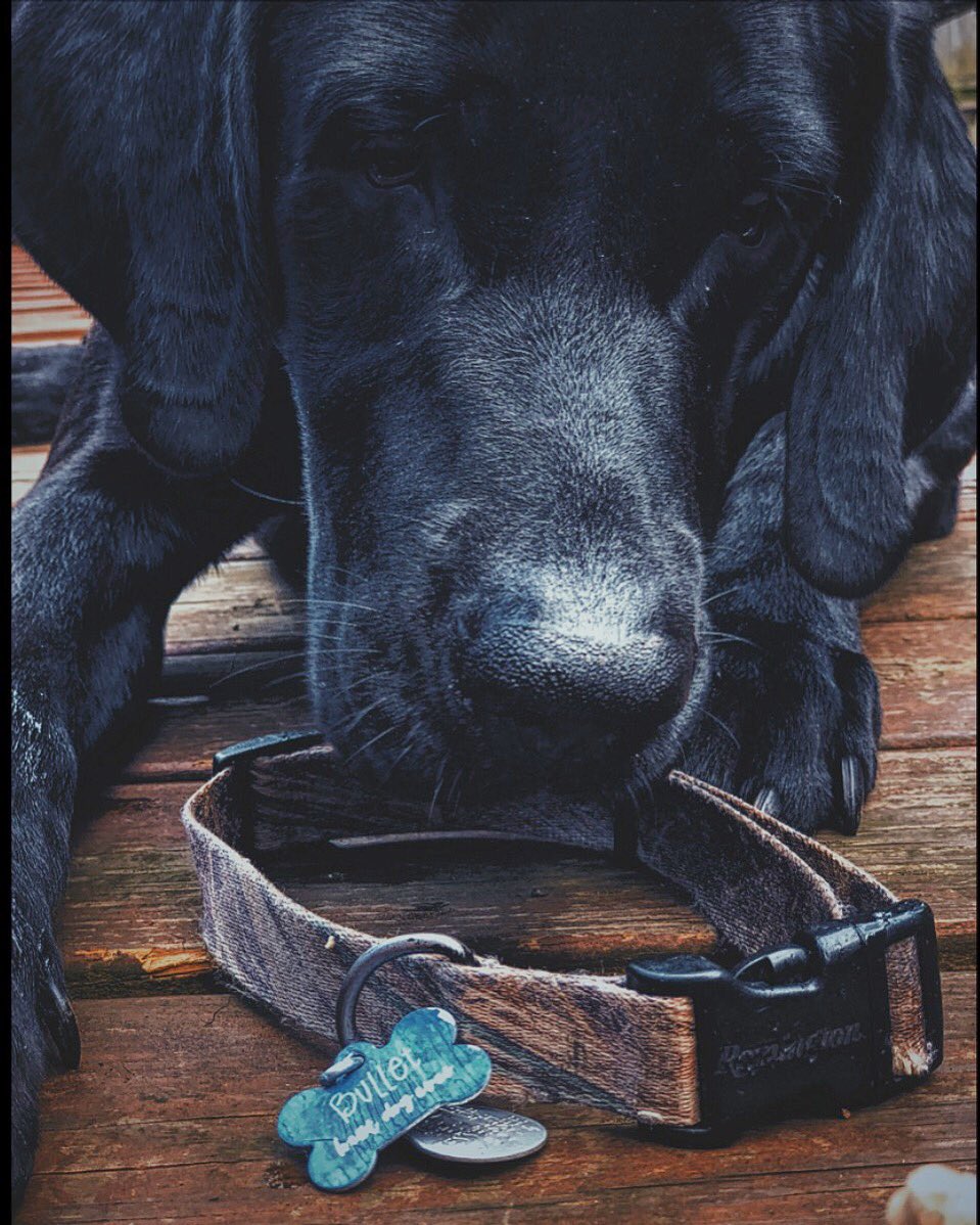 Hunting_belle's tweet photo. Best pup ever https://t.co/VRlEjuipPg