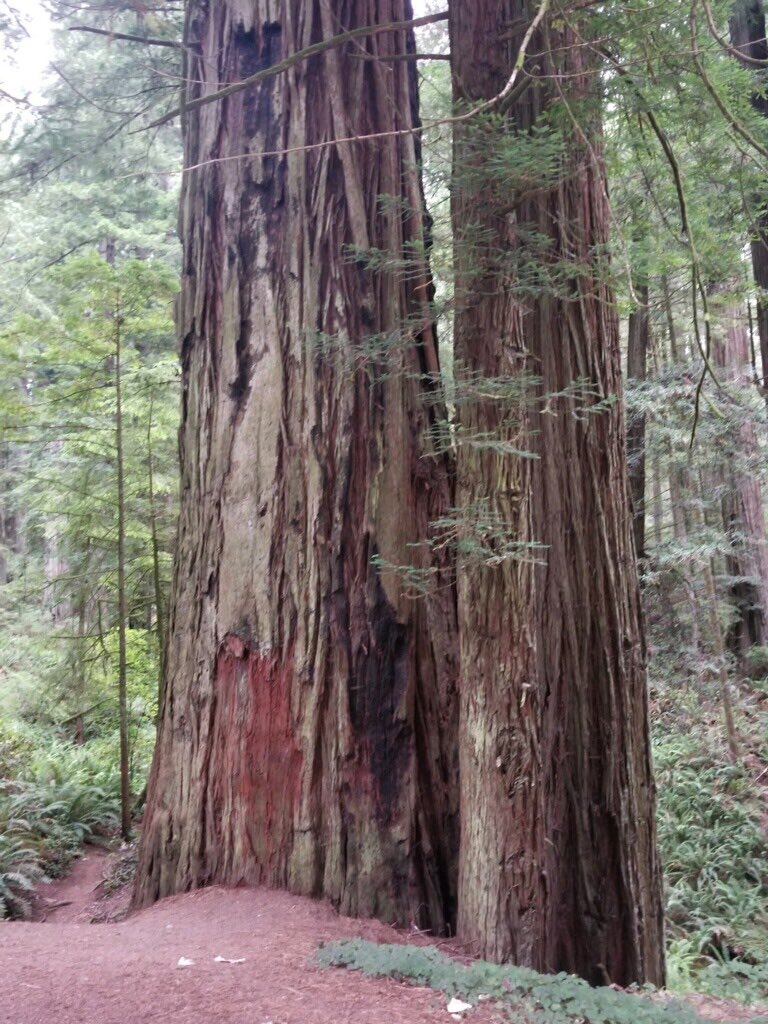 Scott London (@scottlondonthd) on Twitter photo Some would not like an 8 hour drive to a remote store. I love my trips to crescent city. Time to think and reflect. Plus scenery like this. I consider myself lucky that this is part of my work Some would not like an 8 hour drive to a remote store. I love my trips to crescent city. Time to think and reflect. Plus scenery like this. I consider myself lucky that this is part of my work