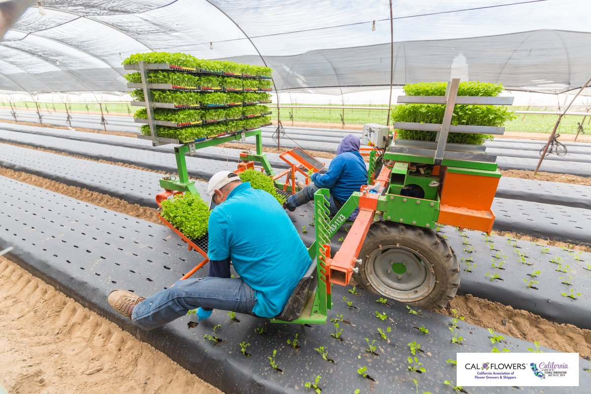 Check out these great photos by @BlackMoonImages of our recent farm tour as part of Fun N Sun.  Such a great day to walk the farm and chat with Lane DeVries.  sunvalleyfloralfarms.blogspot.com/2019/07/farm-t…

#SunValleyFloralFarms #yourtravelingphotographer #AmericanGrown #CAGrown #FarmerFlorist #Flower