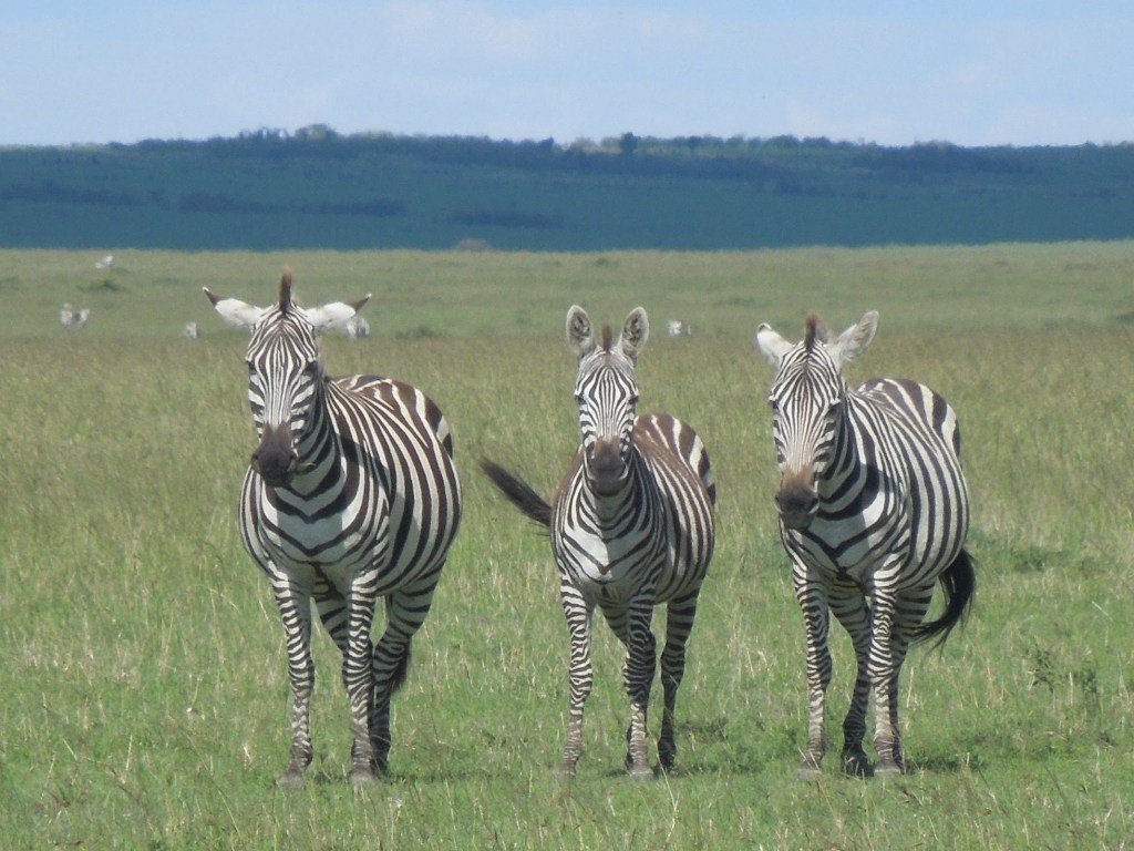 RevKarenC's tweet photo. Insights from Zebra… https://t.co/ZFoo1voO8I https://t.co/fiPN4k2xwY