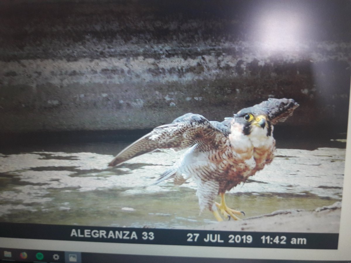 We could ID 24 Eleonora's Falcons from their colour rings on camera trap footage. Oldest was ringed as chick in 2007 . We got some great pics like this flight shot of a black morph individual. Also a Barbary Falcon (2nd pic) and lots of Long-eared and Barn Owl.  #EF2019 [31/n]