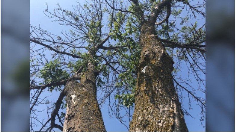 TreesWinnipeg's tweet photo. Have you seen the story from @ctvwinnipeg updating Winnipeg on the number of 🌳Ash🌳 removals this year https://t.co/zvvWLP7mRu Join us 👨‍👩‍👧‍👦  on August 14 at 7 pm to survey the community of Whyte Ridge for Cottony Ash Psyllid infestation. https://t.co/ojoxLVE7VM https://t.co/QfFyekN77l
