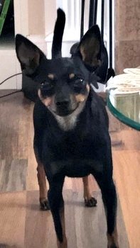 DogLostUK's tweet photo. #LOST #DOG MAX
Male #Pinscher miniature Black Adult
#Missing from #NorwoodGreen However before the dog has ran towards #Alcombe #Ealing #UB2
Tuesday 30th July 2019
#LostDog @SAMPAuk_ @VetsGetScanning
https://t.co/lqhNq1tk6P https://t.co/Y5KE3ljhBk