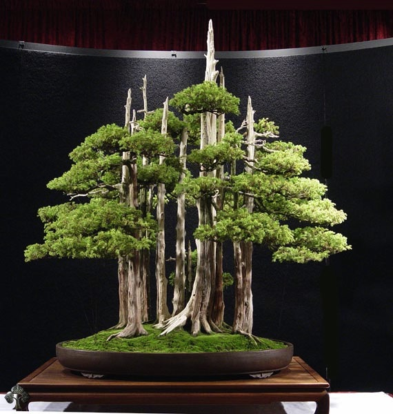 UNINSPUNINSURED's tweet photo. The Art of Bonsai
#Bonsai #FewMaster https://t.co/TyN2CkkVJk