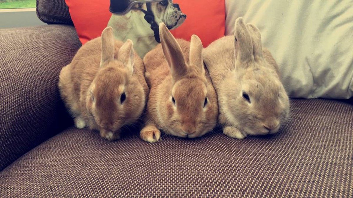 Happy World Friendship Day! 💜💙 Here's some of our favourite friendship photos, which one do you like best? 😊 Be sure to tag us in your photos. #worldfriendshipday #friends #animals