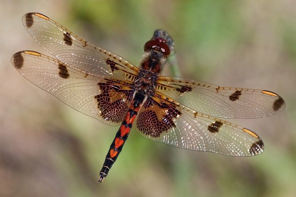 OhioDivWildlife's tweet photo. #Dragonflies: Identification Tips. Ohio has over 160 species of dragonflies and damselflies, so how do you know what youโre looking at? https://t.co/B9wZ7FpcP8 #wildohio #dragonflyID #Ohiodragonflies https://t.co/JWOagoq5K3