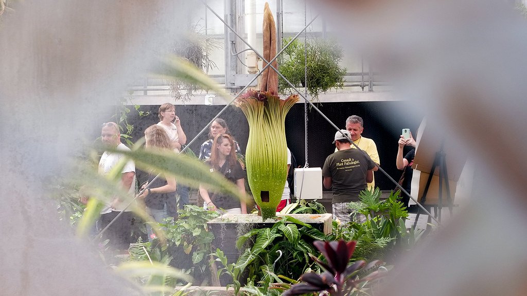 NCStateCALS's tweet photo. You never know when @NCStateHort student @bhuber1's #corpseflower may bloom — check out its progress in real time with our livestream: https://t.co/YJBbiUVffN #Lupin2016 https://t.co/uB6WRdihlK