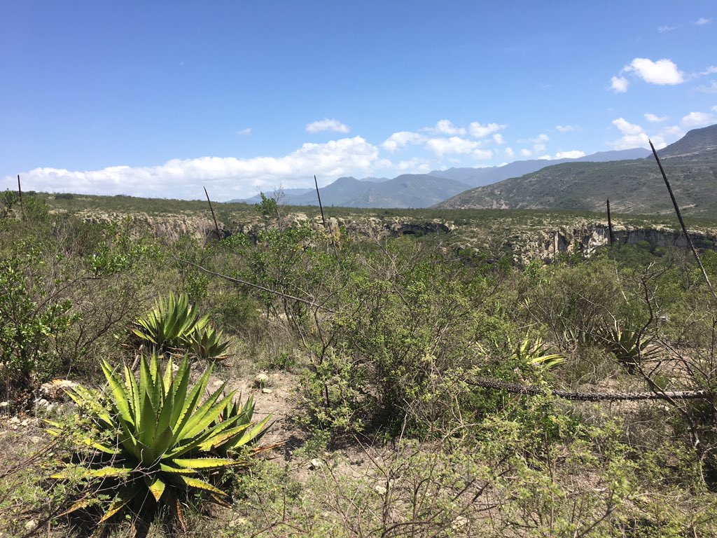 mgwmex's tweet photo. En una zona de enorme riqueza lugar donde se encuentran de los restos más antiguos de maíz frijol y calabaza. Ejido Unión Zapata Oaxaca. https://t.co/1vbiYoVdvJ