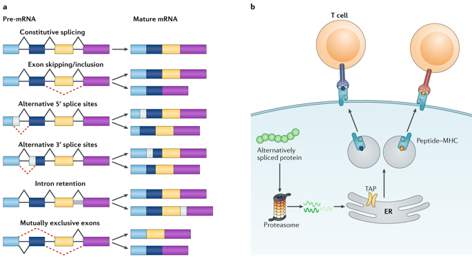 NatRevImmunol's tweet photo. Alternative mRNA splicing in cancer immunotherapy https://t.co/atKcK08Hfc https://t.co/06ORDLugbS