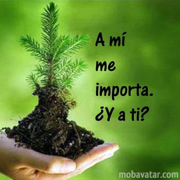 Val_Sustentable's tweet image. A mi me importa ¿y a ti te importa? ¿Ya plantaste un árbol 🌳 hoy? 

#AMiMeImporta #Naturaleza #MedioAmbiente