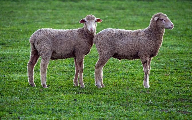 MolatekSA's tweet photo. Can you tell the quality of wool just by looking at it? This will be indicative of the uniformity and definition of the crimp, and the colour, among other things.
Learn more about wool quality and the factors that affect it here: https://t.co/HOnLjomZBK
#woolfarming #sheepfarm https://t.co/uKK83nbw9W