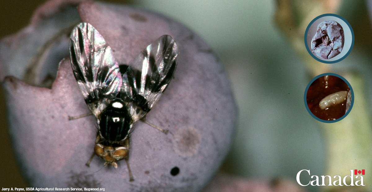 La saison des bleuets, c'est aussi la saison de la mouche du bleuet. Ce ravageur sévit au pays depuis 105 ans et est ici pour rester. Lors de votre cueillette, essayez de le repérer: vous ne voulez pas avaler involontairement cette bestiole! #MardiBestiole ow.ly/d2FY50vgUWB