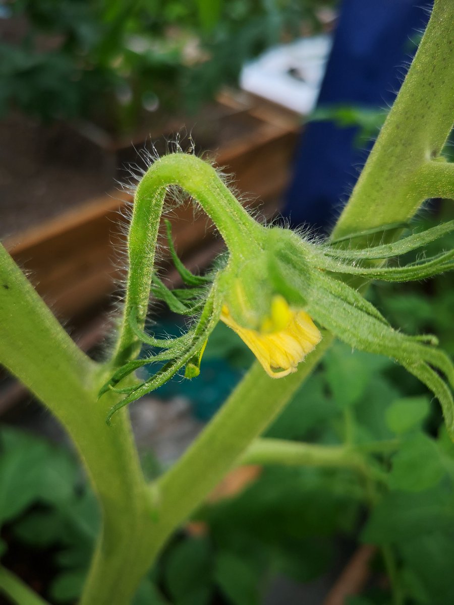 GiantVeg's tweet photo. The start of the Giant Tomato growing in the GoGro hydroponic system
#growyourown
#gardening
#gardeningtips
#hydroponics
#GoGro
#giantvegtables https://t.co/3N4CwF5fkm