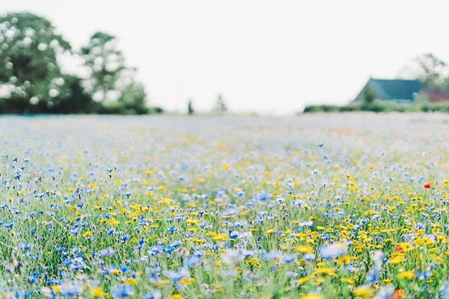 Alina_Cuerten's tweet photo. ☀️ #kornfeld
#garden #feld
#picoftheday #vscodaily #vsco #blumen
#Summermeadow

#artwork #photography #natureartwork 
#summermood #meadow #lookslikefilm #vintagelens #vscocam #vsco #vscodaily #summerflowers #nature #morning #summerdreams #summertime #sme… https://t.co/YnrYlRmYBS https://t.co/rSHQFsrjuM