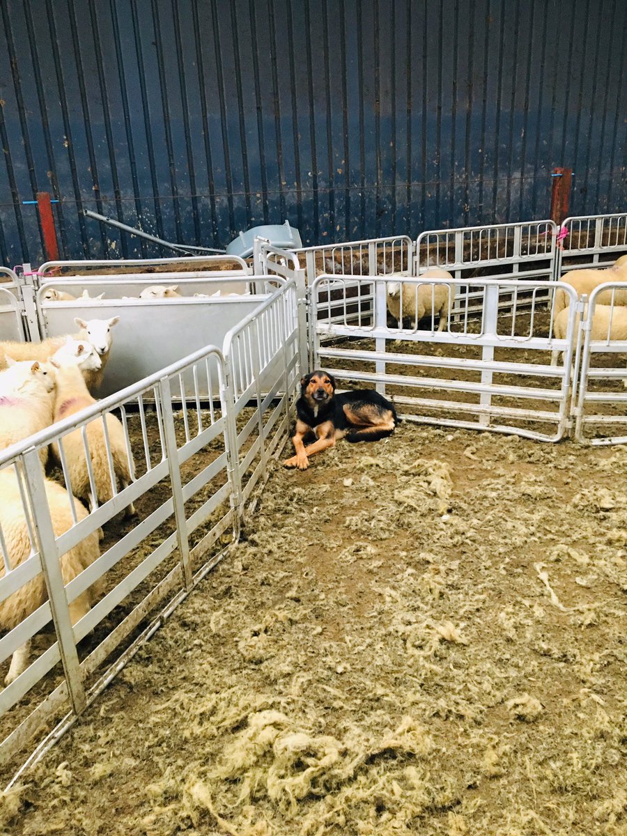 Preparing the ewe lambs for Bro Ddyfi Shearing competition this evening @BritishWoolFarm #shearing2019 #welshsheep #lovewelshlamb #sheep365