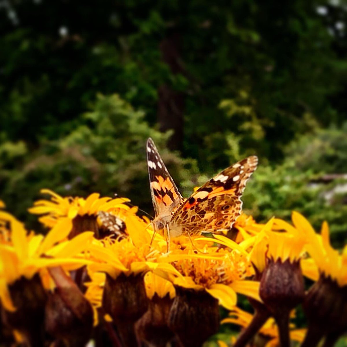 sjbraddick1970's tweet photo. #PaintedLady #rspb #rspbscotland #BBCSpringwatch https://t.co/QfYN7DQSVK