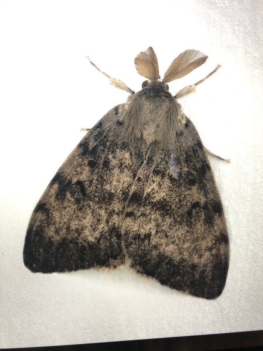 Male Gypsy Moth in Rickmansworth hallway was a nice surprise today <a href="/MigrantMothUK/">Migrant Lepidoptera</a>