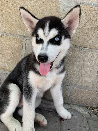OCPuppies's tweet photo. Siberian Huskies â¯â¯ https://t.co/IQEGwOxuEH â®â® #Dogs #Puppies #DogFinder #AdoptADog https://t.co/AxJmeVLTrO