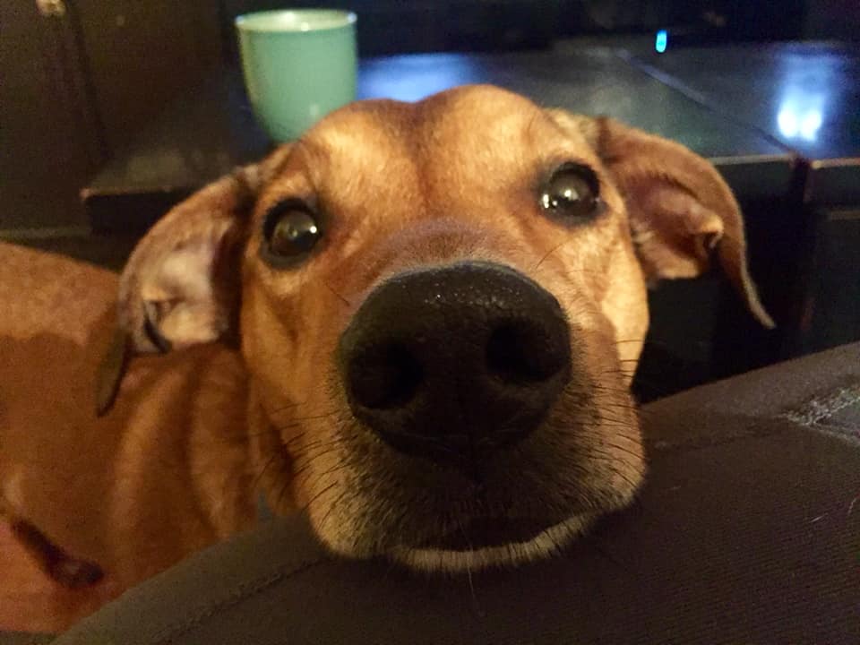 Meet all our adoptable pets, check out our adoption policies and fees, and fill out an application today to make one of our rescued animals a part of your family! 🐾novapetsalive.org/adopt❤️#adoptdontshop #rescues