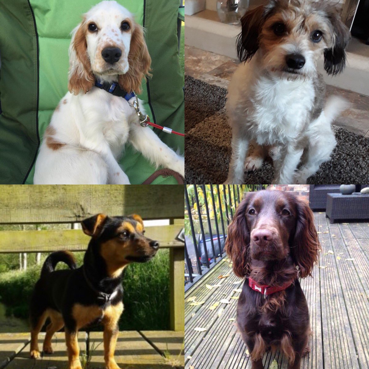 JustineQuirk's tweet image. @VetsGetScanning are calling for a change to our microchip laws. If a #dog is stolen &amp;amp; sold on its currently not law for it to be scanned the 1st time it sees a vet, preventing it being reunited with a distraught family. PLS SIGN #FernsLaw #CheckTheChip 🐾 bit.ly/FernsLaw