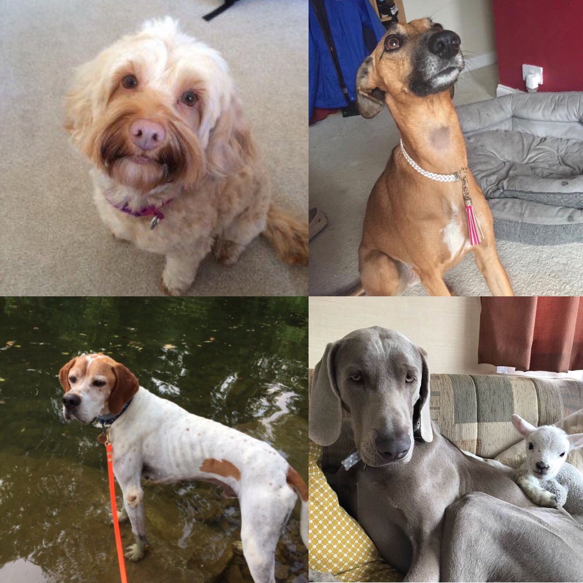 JustineQuirk's tweet image. @VetsGetScanning are calling for a change to our microchip laws. If a #dog is stolen &amp;amp; sold on its currently not law for it to be scanned the 1st time it sees a vet, preventing it being reunited with a distraught family. PLS SIGN #FernsLaw #CheckTheChip 🐾 bit.ly/FernsLaw