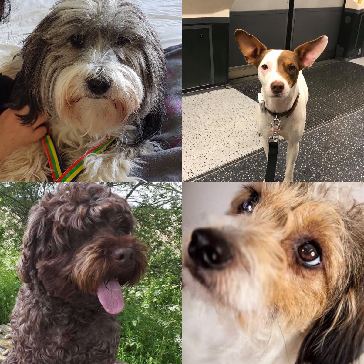 JustineQuirk's tweet image. @VetsGetScanning are calling for a change to our microchip laws. If a #dog is stolen &amp;amp; sold on its currently not law for it to be scanned the 1st time it sees a vet, preventing it being reunited with a distraught family. PLS SIGN #FernsLaw #CheckTheChip 🐾 bit.ly/FernsLaw