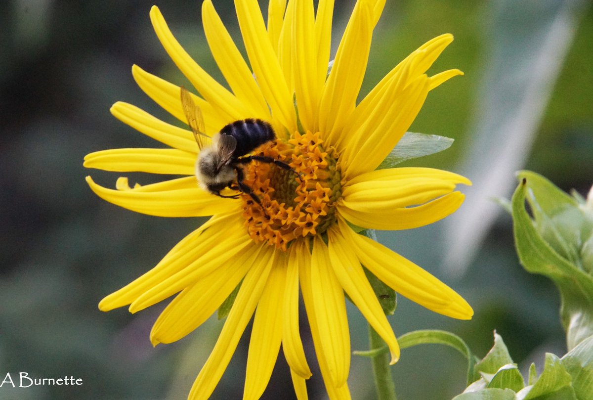 HawkGrrl2525's tweet photo. It feels good to contribute even a little bit to something bigger and greater than myself. I am so happy to see my "neighbors" the bees and butterflies in my small urban garden. #Beesknees, #pollinatorsrule https://t.co/3n9nuM49B6