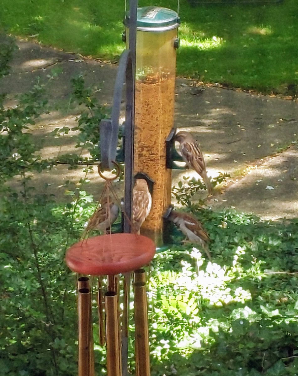 Jingle Bellspeth On Twitter I Love Whenever Birds Stop To