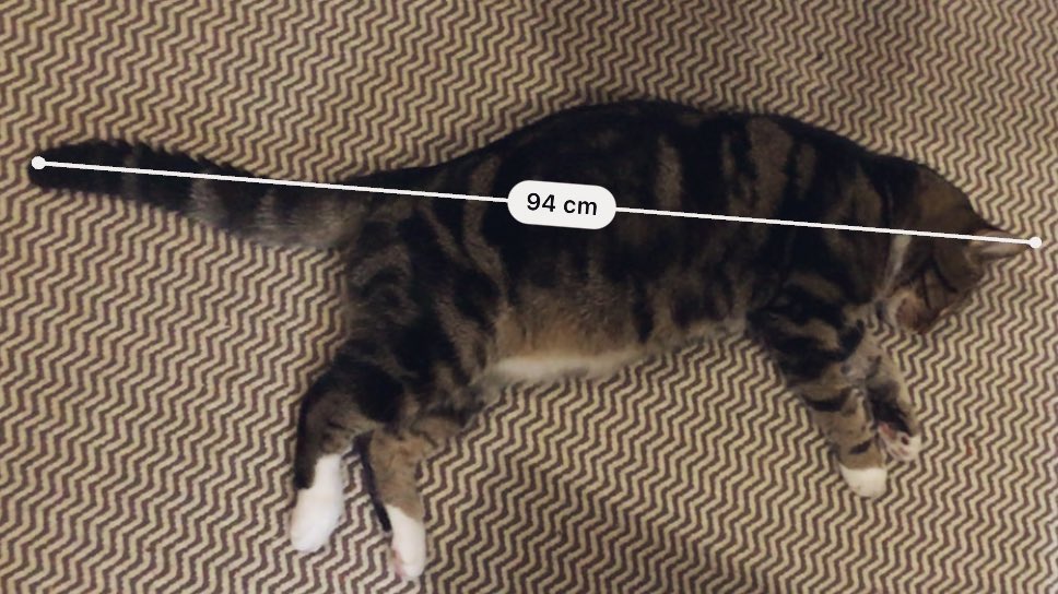 ForgedInFur's tweet photo. @StrayLiotta It’s not a long ways to go! #LongCatIsLong #NHVNaturalSelfie https://t.co/jolSRMk20Z