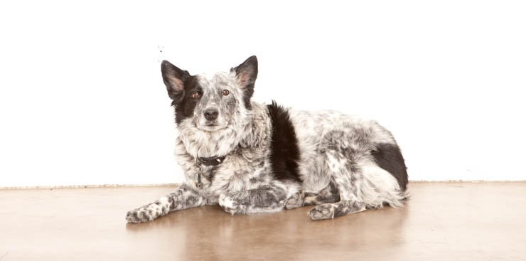 Patel Lab tweet media