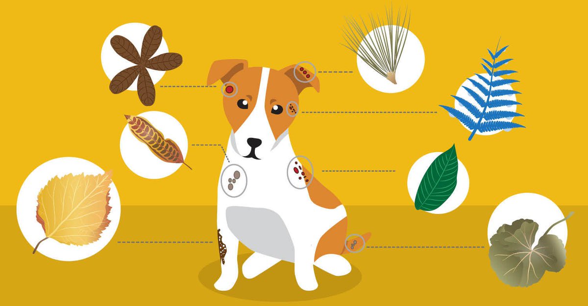 8 Herbs For Common Dog Skin Problems dogsnaturallymagazine.com/herbs-for-dog-…