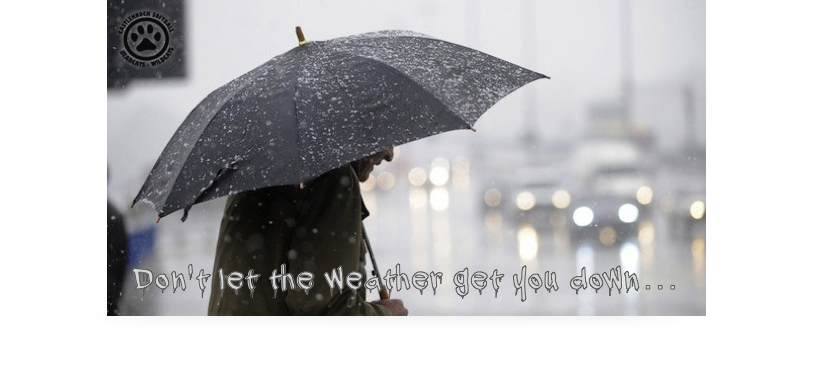 Castleknock Softball tweet media