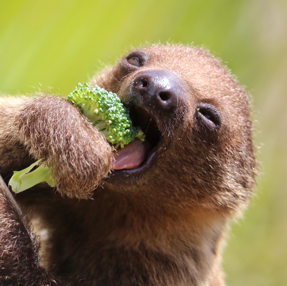 sandiegozoo's tweet photo. Find someone who looks at you the way Tornero looks at broccoli 🥦 #iloveyouslowmuch 
 📷 Liz Sauer https://t.co/dcQ8DGYw5y