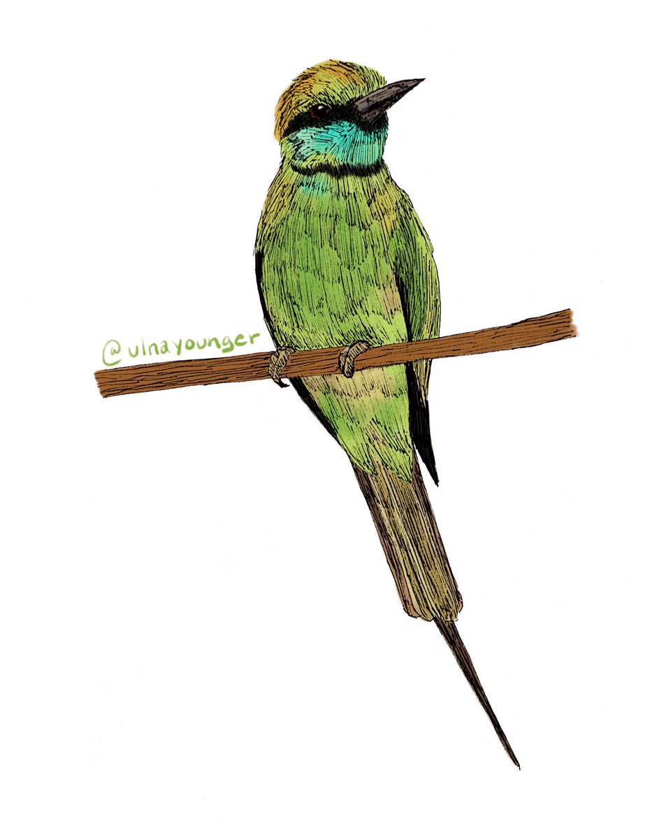 ulnayounger's tweet photo. Day 28: Indian Bee-Eater #BirdsOfJuly #BirdsOfJuly2019 https://t.co/Gmo926XJK4