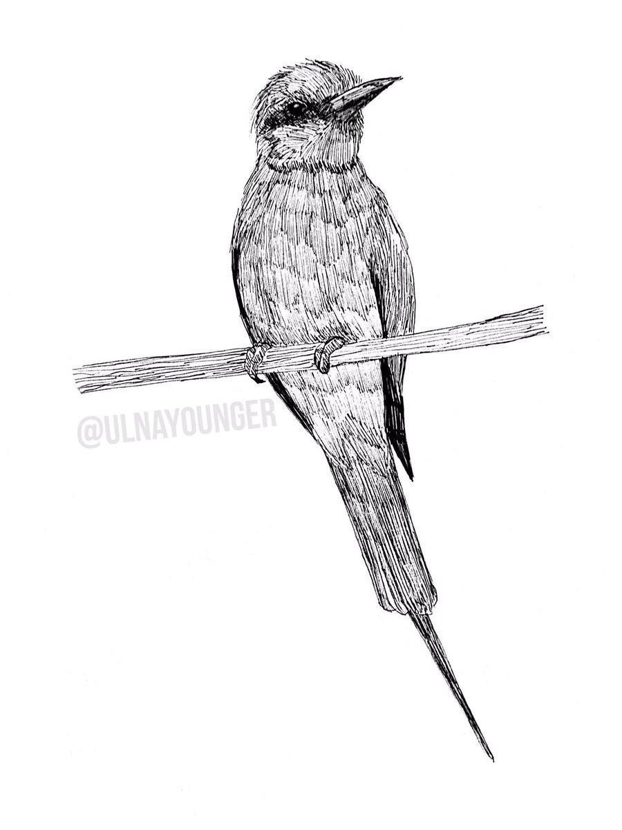 ulnayounger's tweet photo. Day 28: Indian Bee-Eater #BirdsOfJuly #BirdsOfJuly2019 https://t.co/Gmo926XJK4
