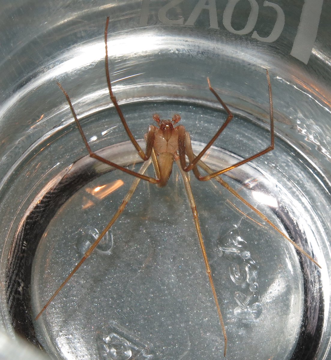 rosataberner's tweet photo. Otra Loxosceles rufescens 🕷 🎻 , esta vez paseándose por mi habitación. Capturada con el método vaso-papel e invitada a marcharse a la terraza. 
https://t.co/po7bKVhmpC 
cc @Arachno_Cosas https://t.co/nKGC88rIMY