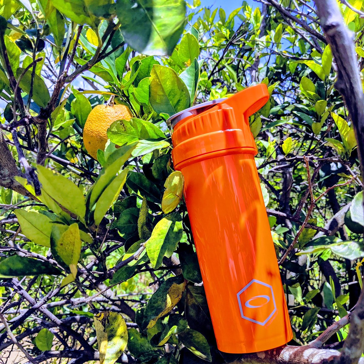 CycloneCupLLC's tweet photo. Wake up and smell the oranges 🍊🍊

Find this orange Cyclone Cup and other colorful choices now on https://t.co/0a3FS1NoXV

Remember to use code SUMMER2019 for 25% off at checkout!

#cyclonecup #shaker #worldsbestshaker #orange https://t.co/wQVhaV4iP7