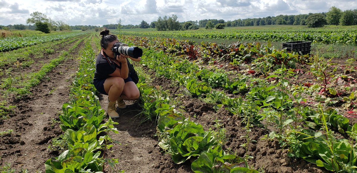 Pfenning's Farm tweet media
