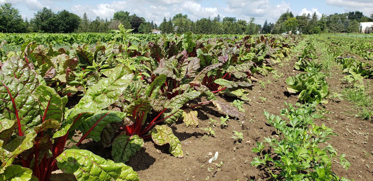 Pfenning's Farm tweet media