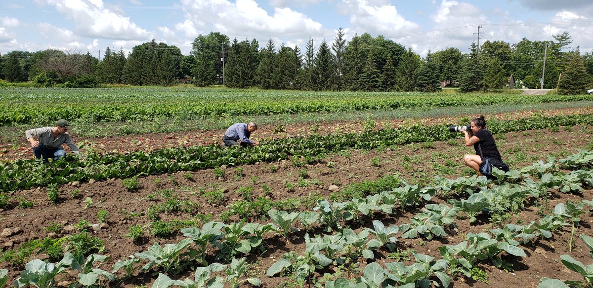 Pfenning's Farm tweet media