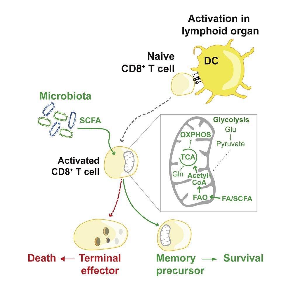 mmw_lmw's tweet photo. #CD8 #Memory_T_cells and the #MicroBiota | Butyrate promotes memory potential of activated CD8+ T cells | Sammy Bedoui @TheDohertyInst @ImmunityCP https://t.co/0GFAT7akX1 | #July2019_ReCap https://t.co/ARKQAVBorn