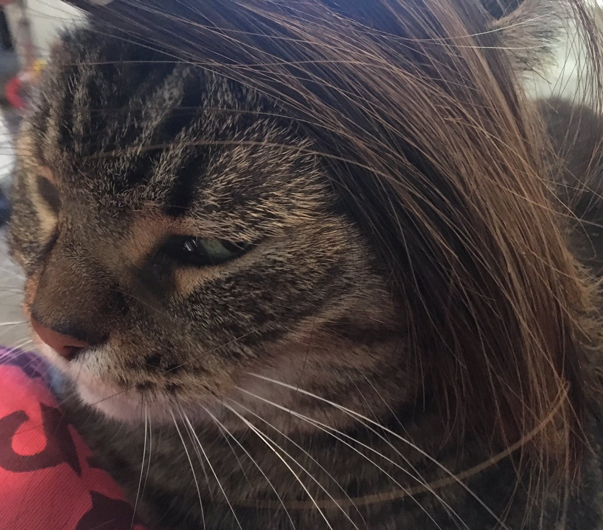 momocakeez's tweet photo. Chopper cat feeling fabulous today #cat #CatsOfTwitter #cute #choppercat https://t.co/N6TSiAcOE5