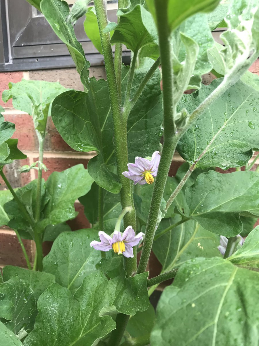 Mary Lucille Ragoza (@lucyragoza) on Twitter photo Oh the pure JOY of it! Our BTS garden is “thriving!” Look at the peppers & tomatoes coming in! And this 1 1/2 1b GIANT cucumber! Who knew egg plant had purple flowers?! Thanks to all our ESY and parent summer helpers! <a href="/BedminsterPTO/">BedminsterPTO</a> <a href="/CorbySwan/">Corby Swan</a> @jgiordanobts @SraGriffithBTS Oh the pure JOY of it! Our BTS garden is “thriving!” Look at the peppers & tomatoes coming in! And this 1 1/2 1b GIANT cucumber! Who knew egg plant had purple flowers?! Thanks to all our ESY and parent summer helpers! <a href="/BedminsterPTO/">BedminsterPTO</a> <a href="/CorbySwan/">Corby Swan</a> @jgiordanobts @SraGriffithBTS