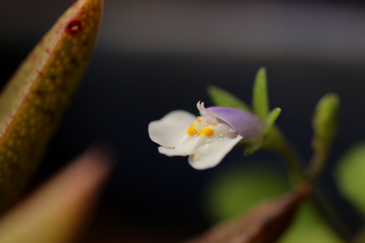 Gun Fighter على تويتر トキワハゼ の仲間には似た花 サギゴケ ムラサキサギゴケ カキドオシetc が多い これはトキワハゼと思っているが自信は無い 間違っていたらご容赦ください