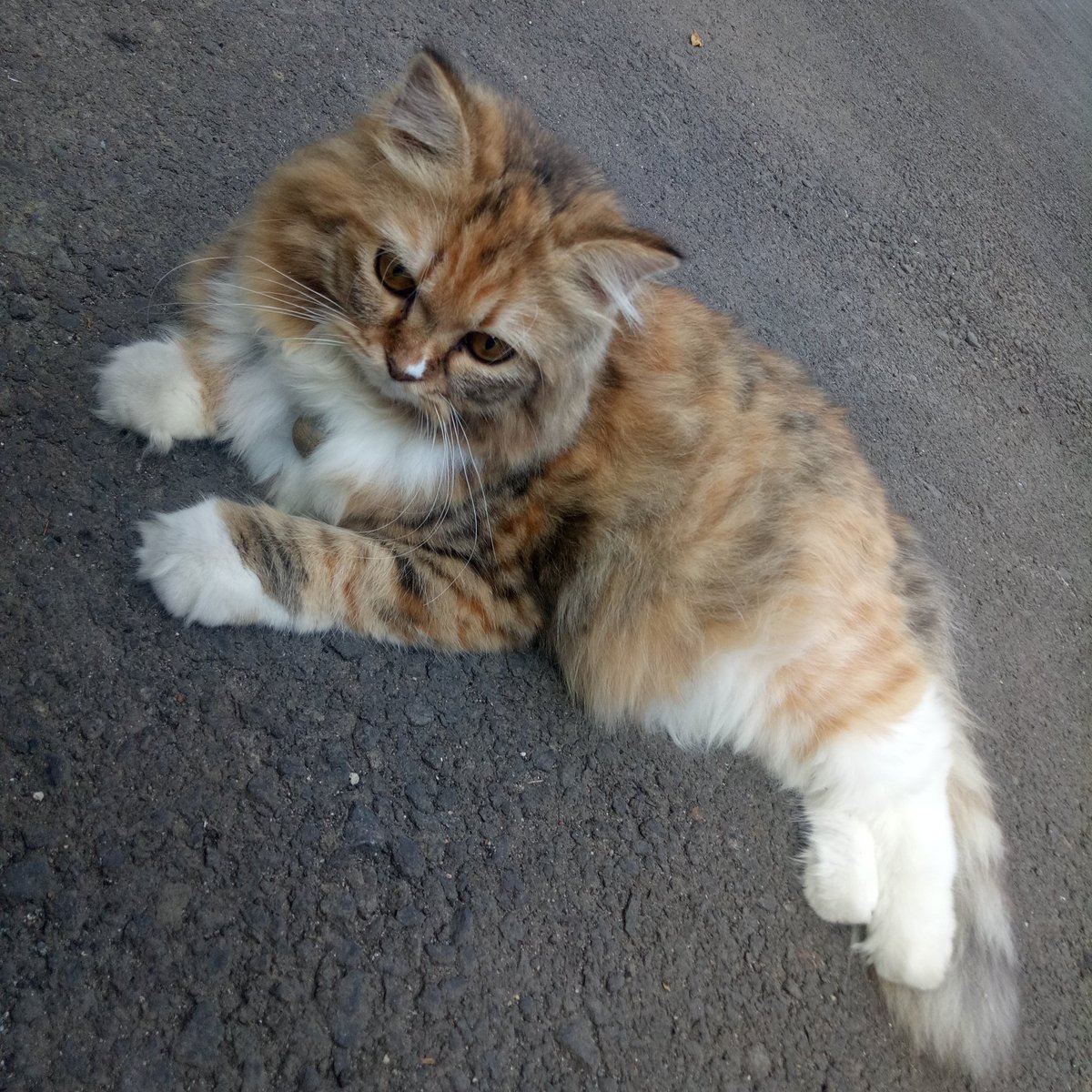 Selamat pagi
😺😺