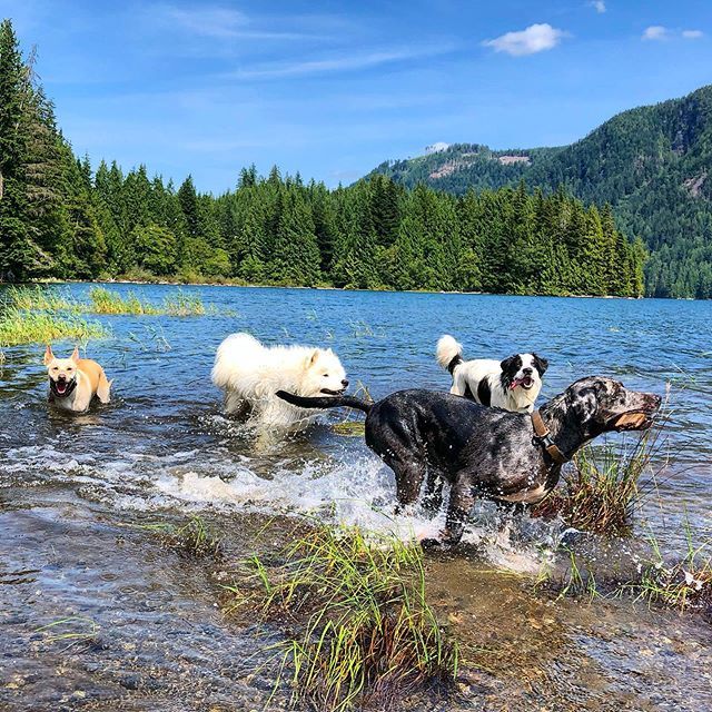 PupCountry's tweet photo. If you want to get the stick before Luna you need to swim faster. #catahoula #samoyed #lakelife https://t.co/5x53P1f8Wm https://t.co/AytnbO9v7K