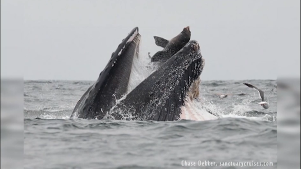 CTVNews's tweet photo. A whale feeding frenzy led to an incredible image https://t.co/AzEo2IjyvZ https://t.co/j4cPfTVHNq
